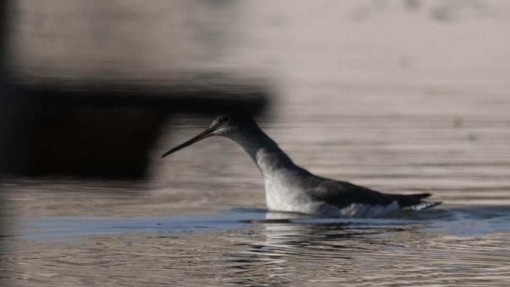 Spotted Redshank