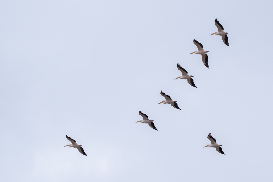 Great White Pelican