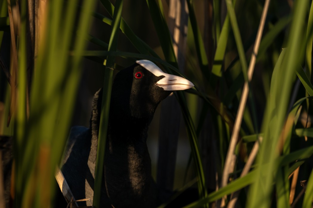 Eurasian Coot