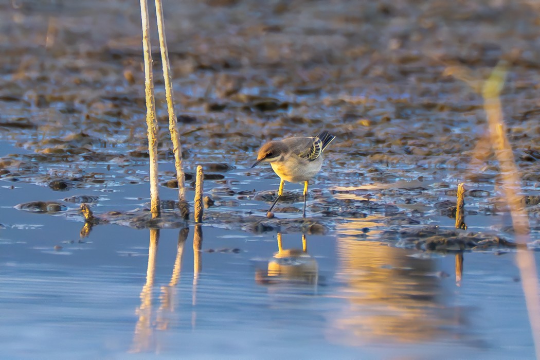 Western Yellow Wagtail
