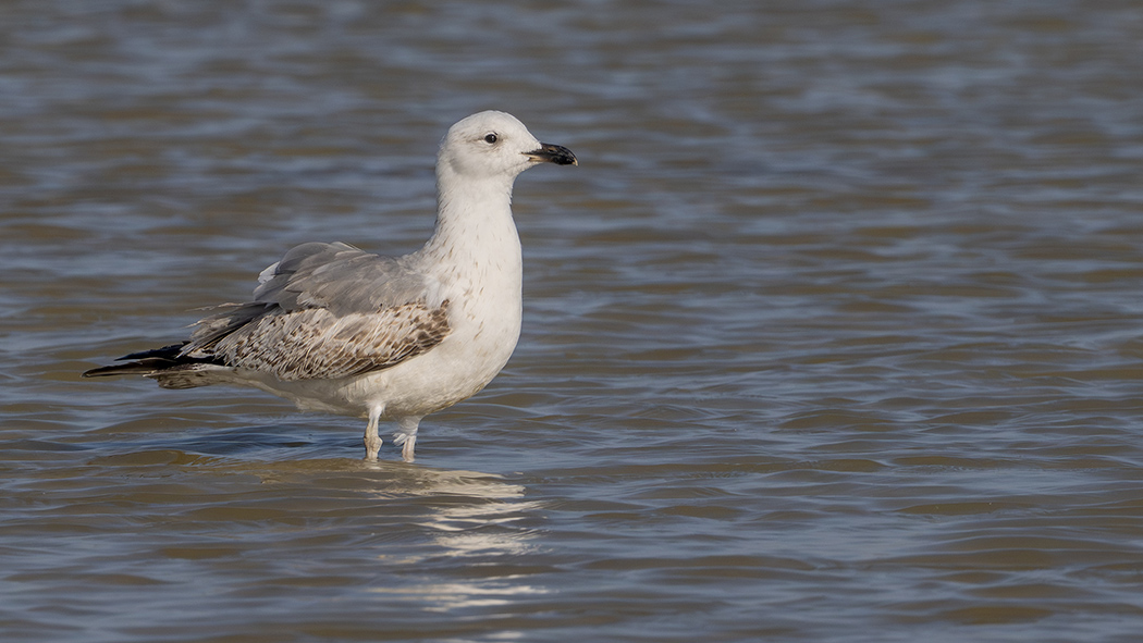 Armenian Gull
