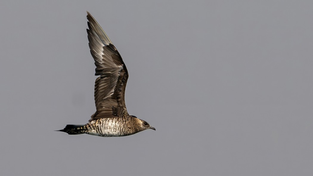 Parasitic Jaeger