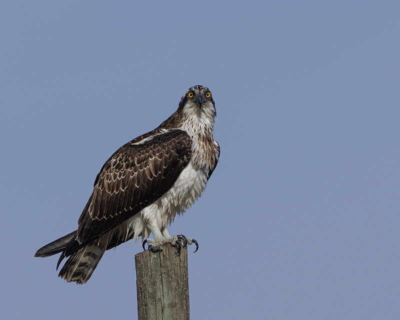 Osprey