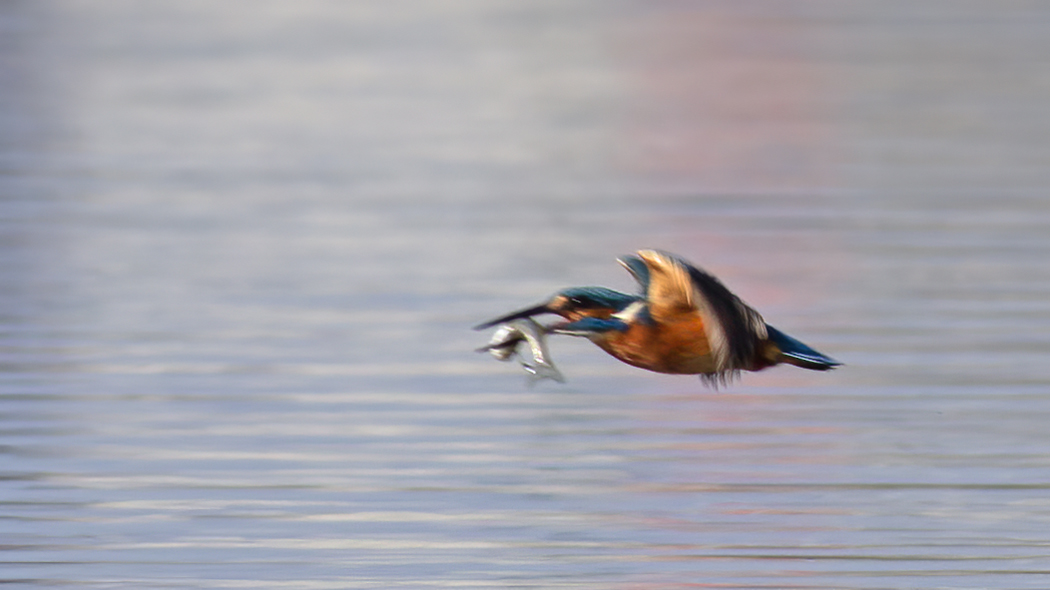 Common Kingfisher