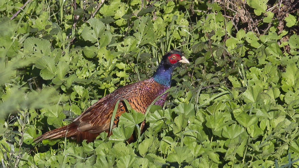 Common Pheasant