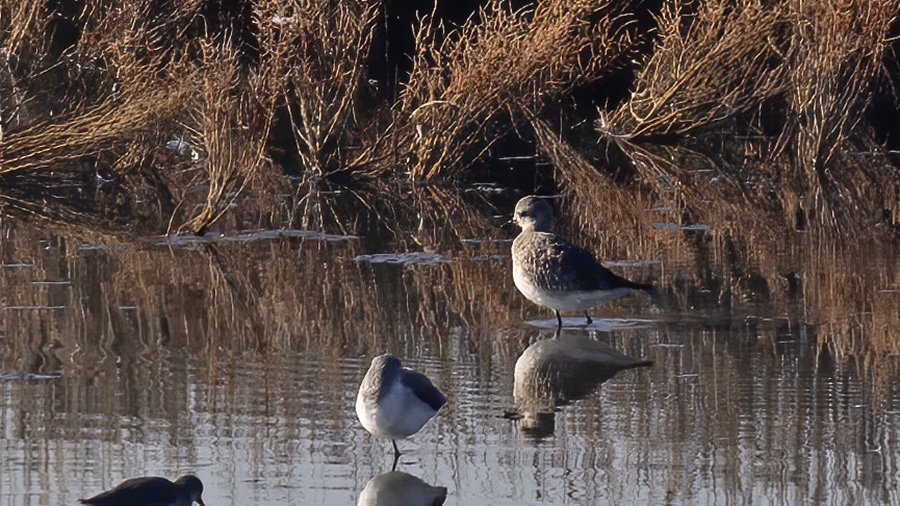 Grey Plover