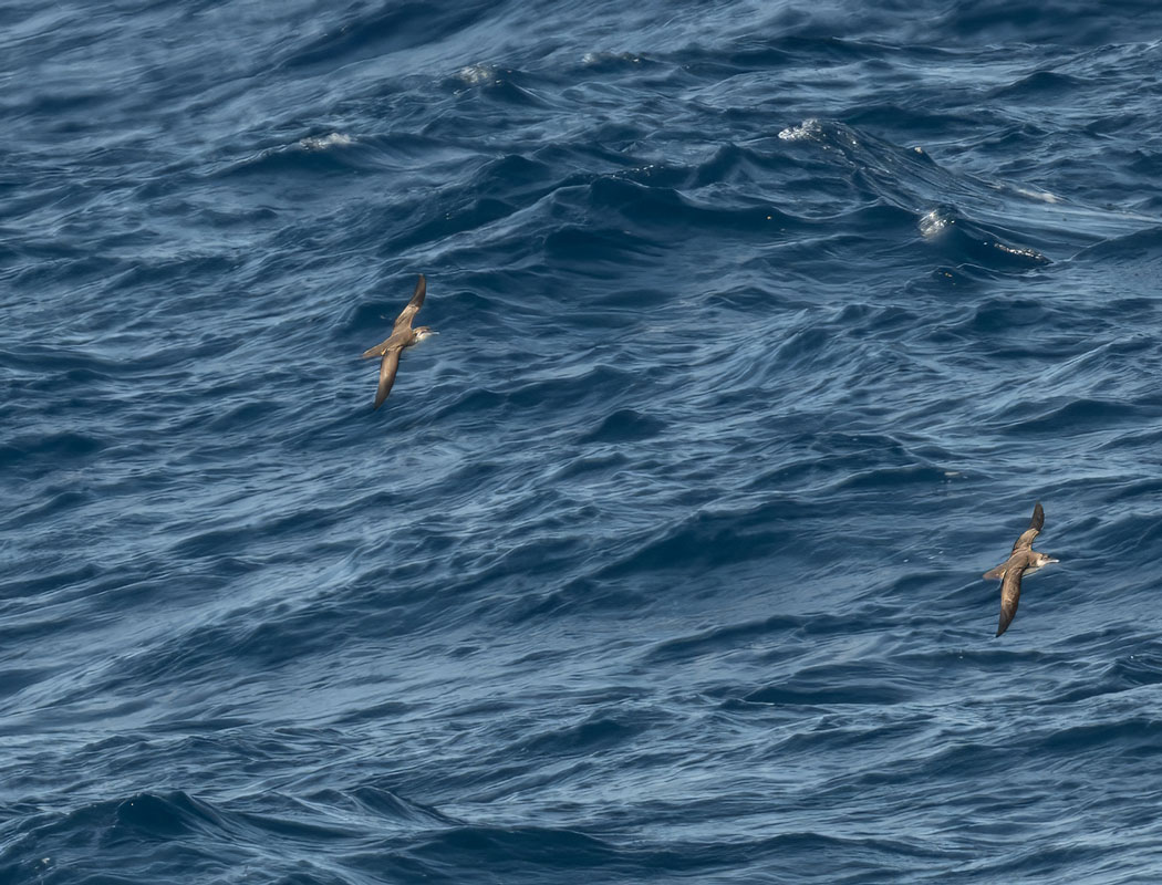 Yelkouan Shearwater
