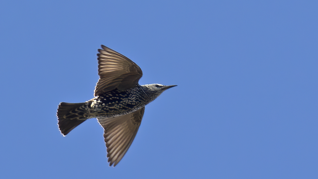 Common Starling