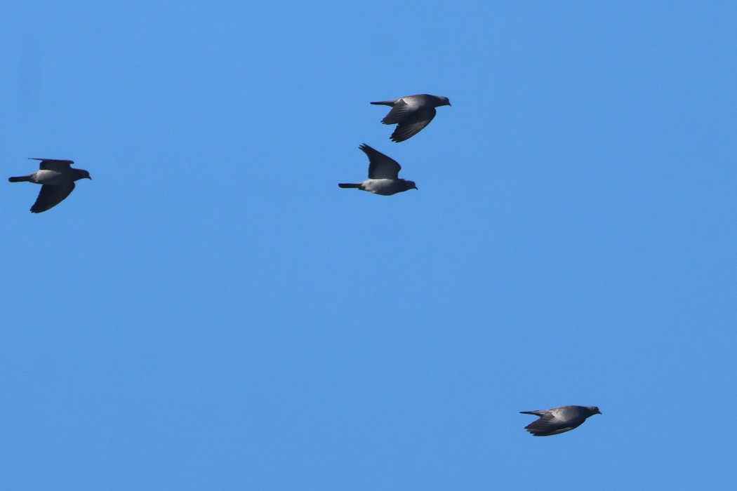 Stock Dove