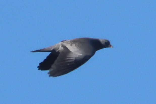 Stock Dove