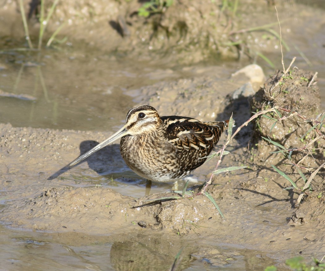 Common Snipe