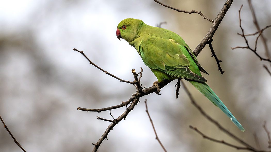Rose-ringed Parakeet