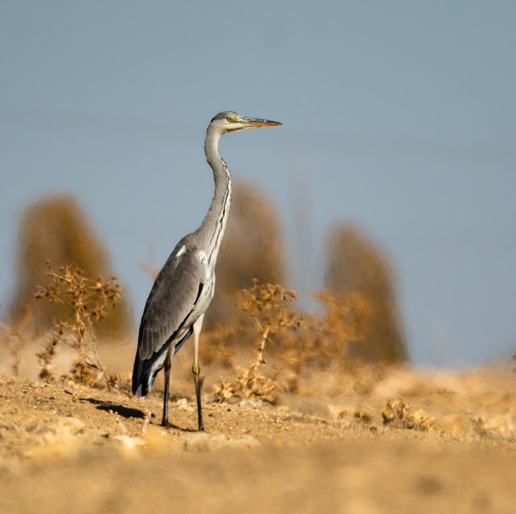 Grey Heron