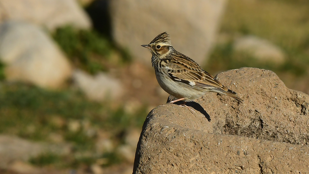 Woodlark
