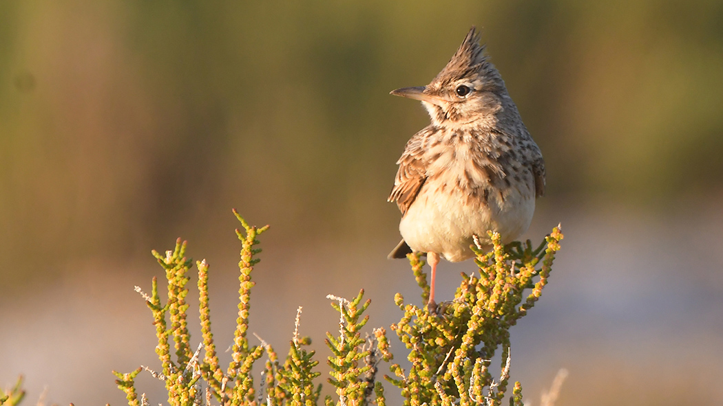 Crested Lark