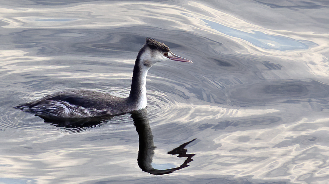 Great Crested Grebe