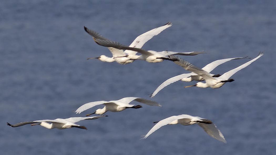 Eurasian Spoonbill