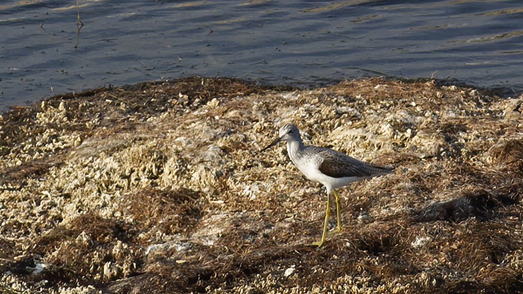Common Greenshank
