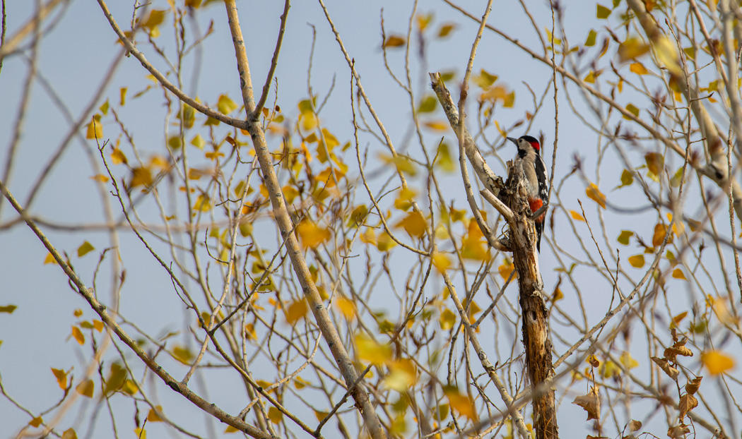Syrian Woodpecker