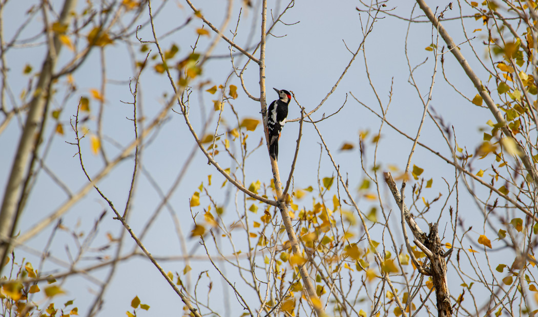 Syrian Woodpecker