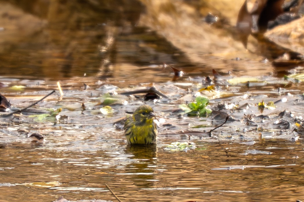 European Serin