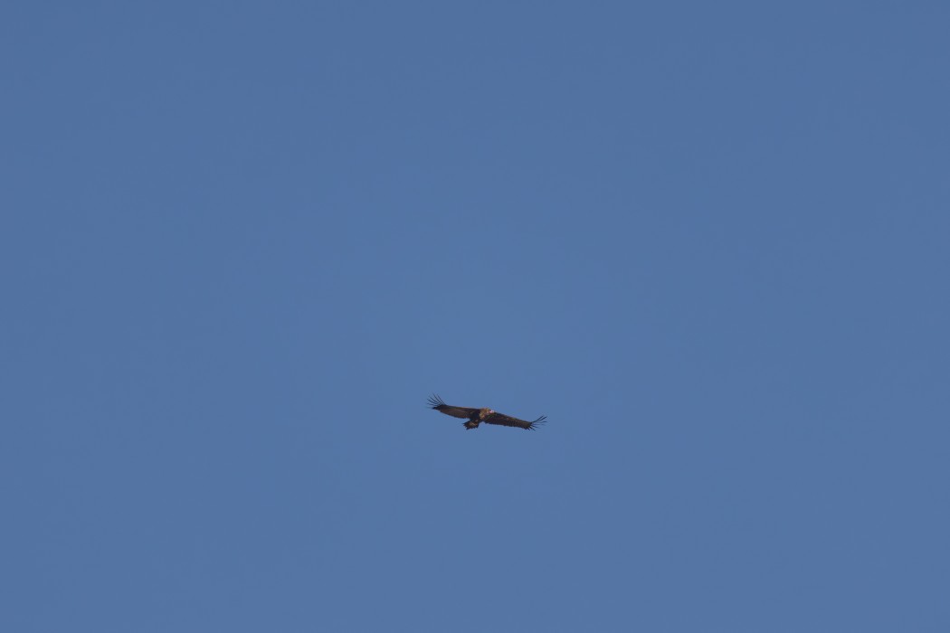 Cinereous Vulture