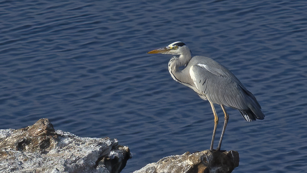 Grey Heron