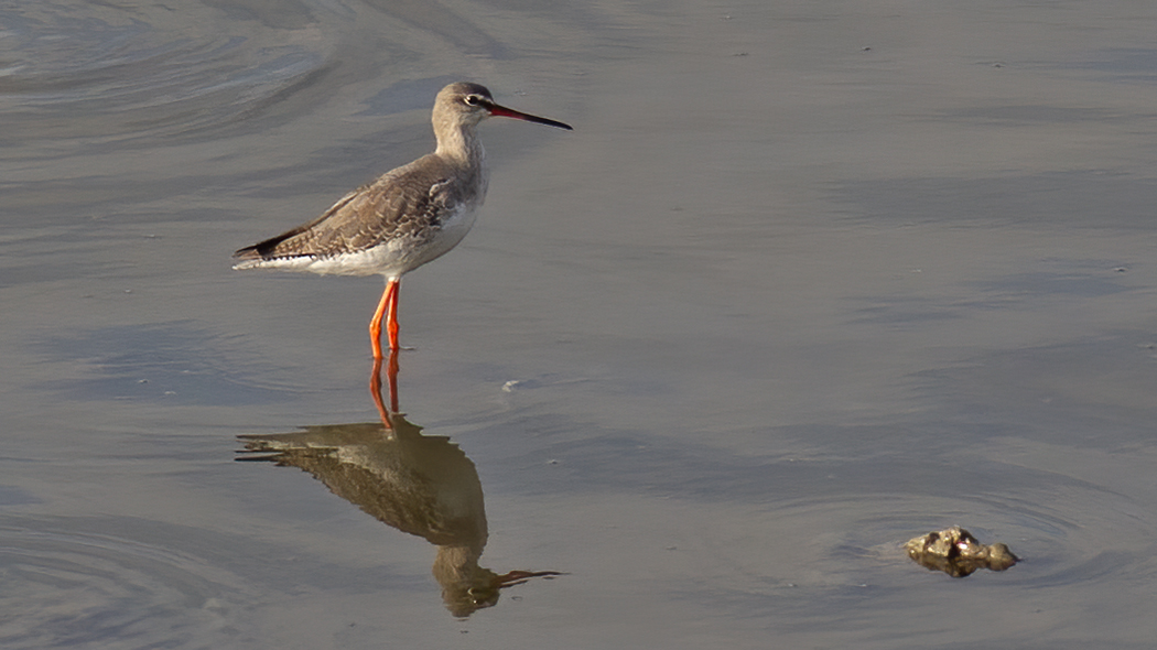 Spotted Redshank