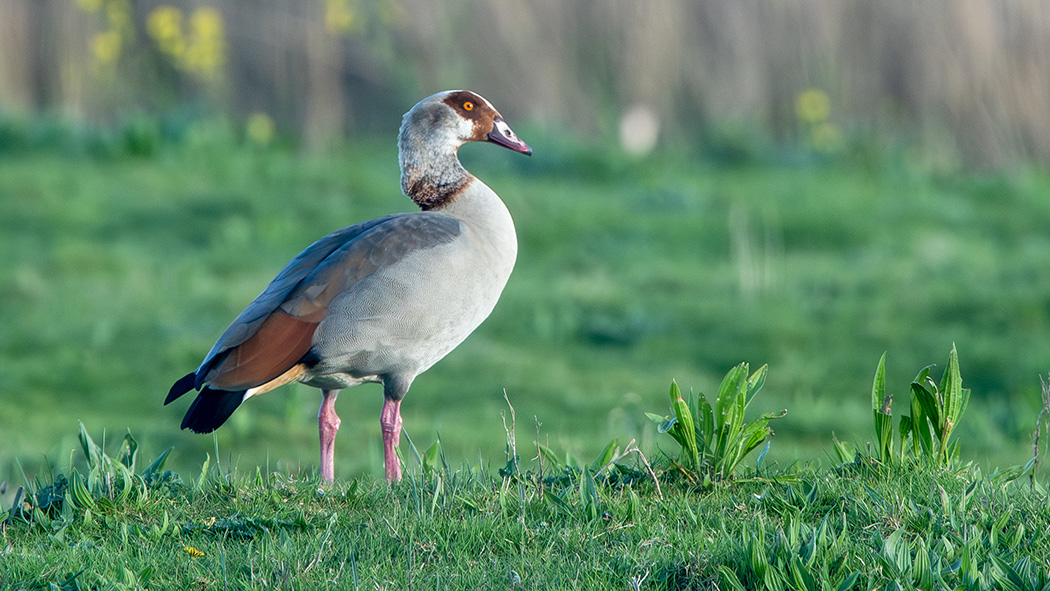 Egyptian Goose