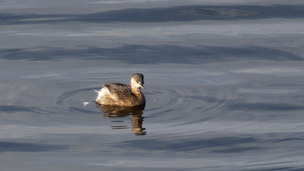 Little Grebe