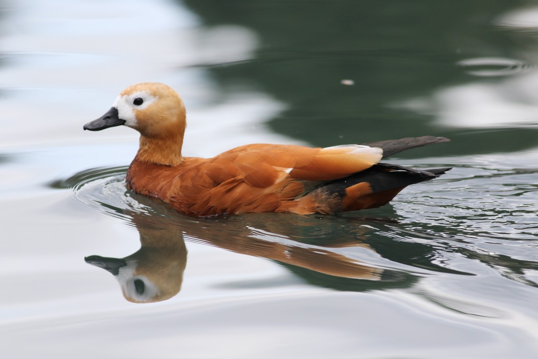 Ruddy Shelduck