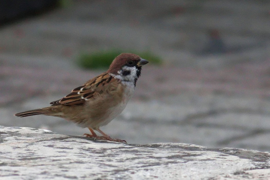 Eurasian Tree Sparrow