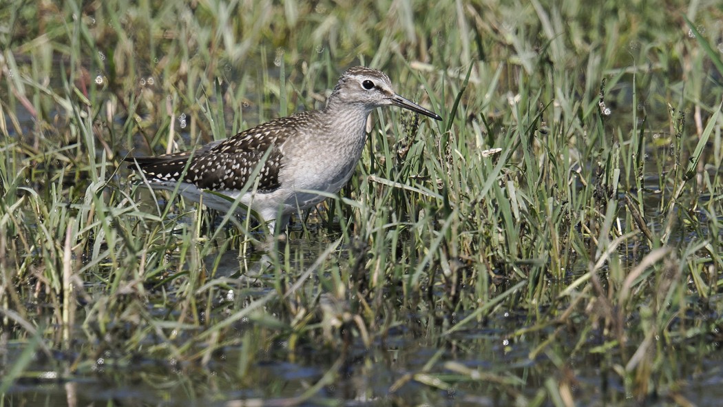 Wood Sandpiper