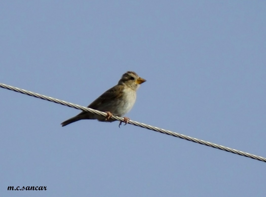 Rock Sparrow