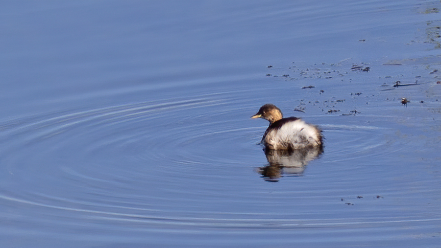 Little Grebe