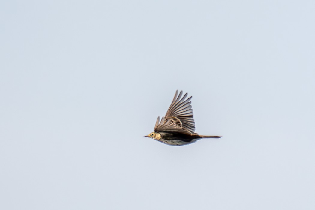 Meadow Pipit