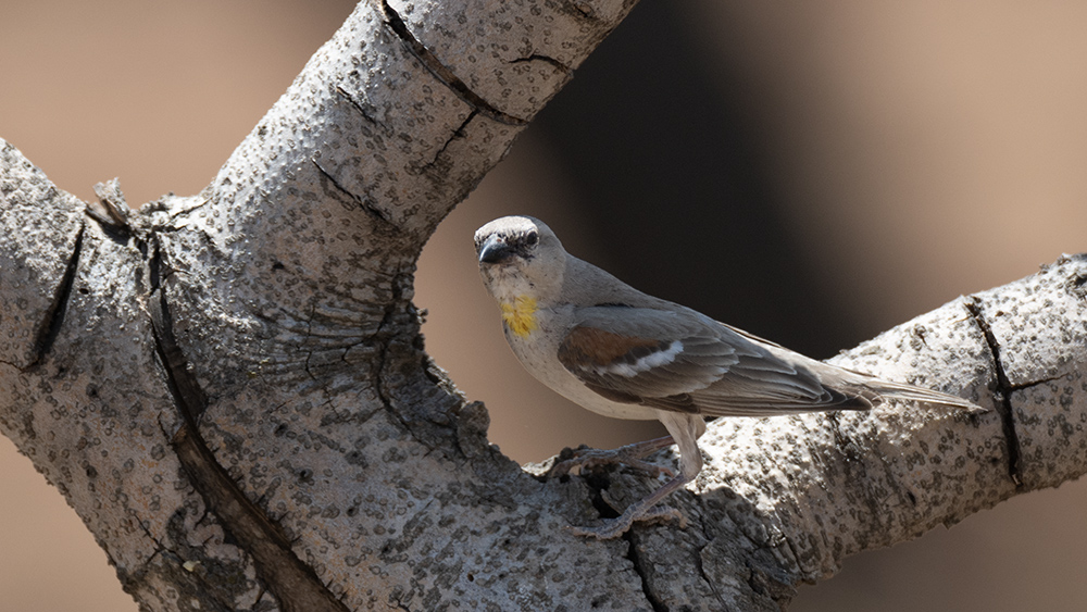 Yellow-throated Sparrow