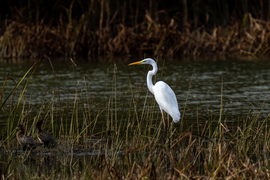 Great Egret
