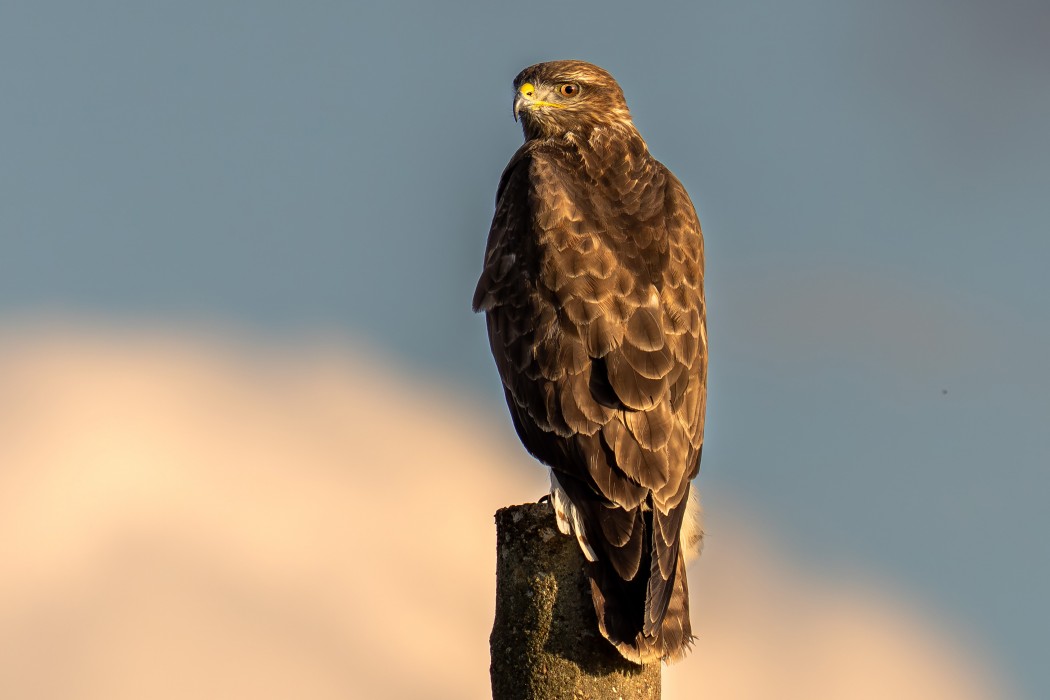 Common Buzzard