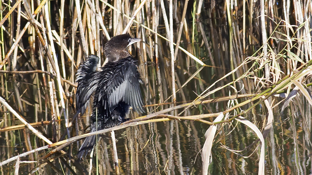 Pygmy Cormorant
