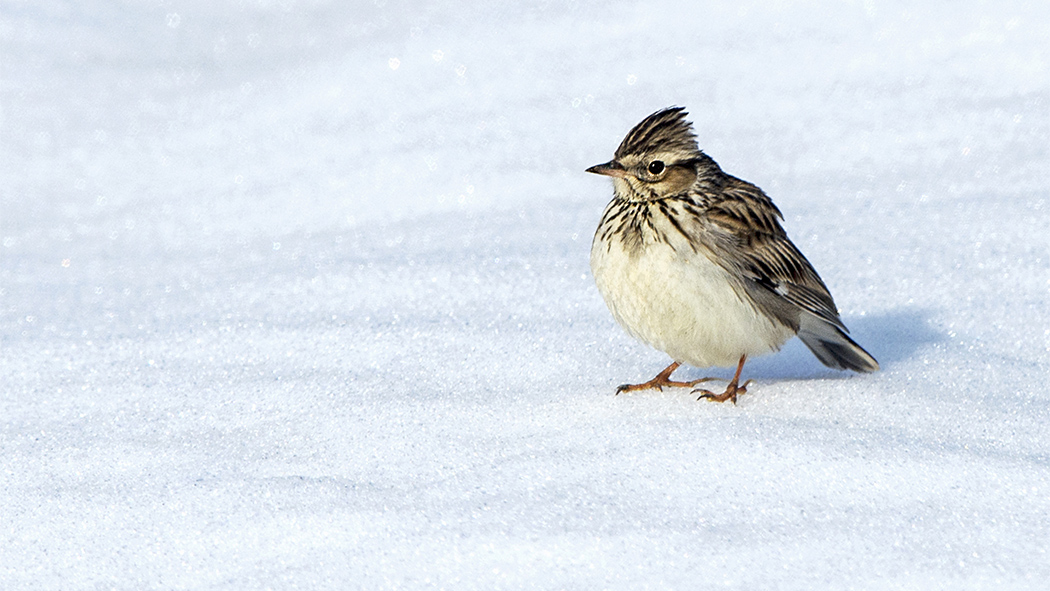 Woodlark