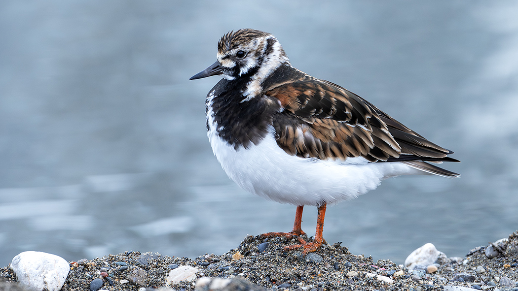 Ruddy Turnstone