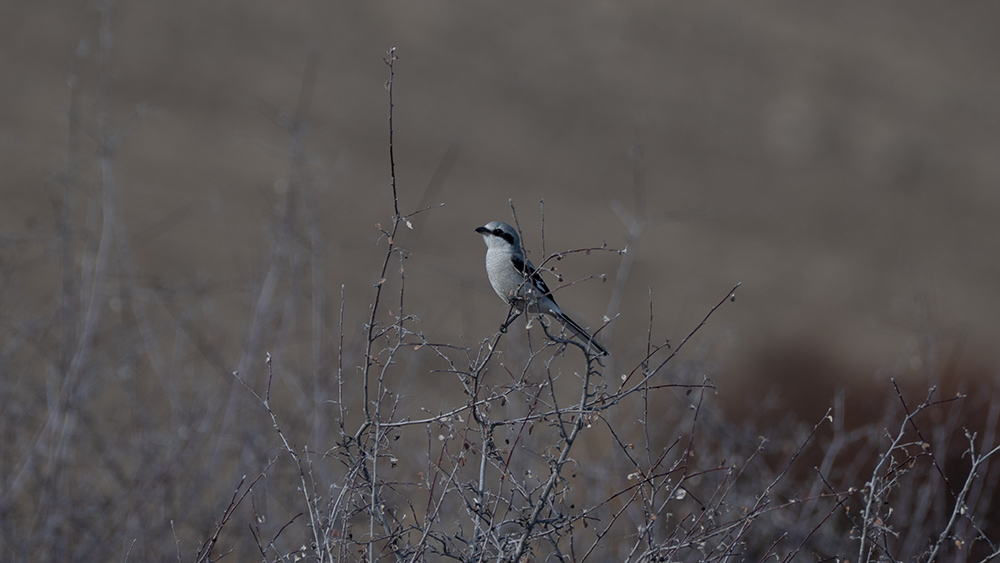 Great Grey Shrike