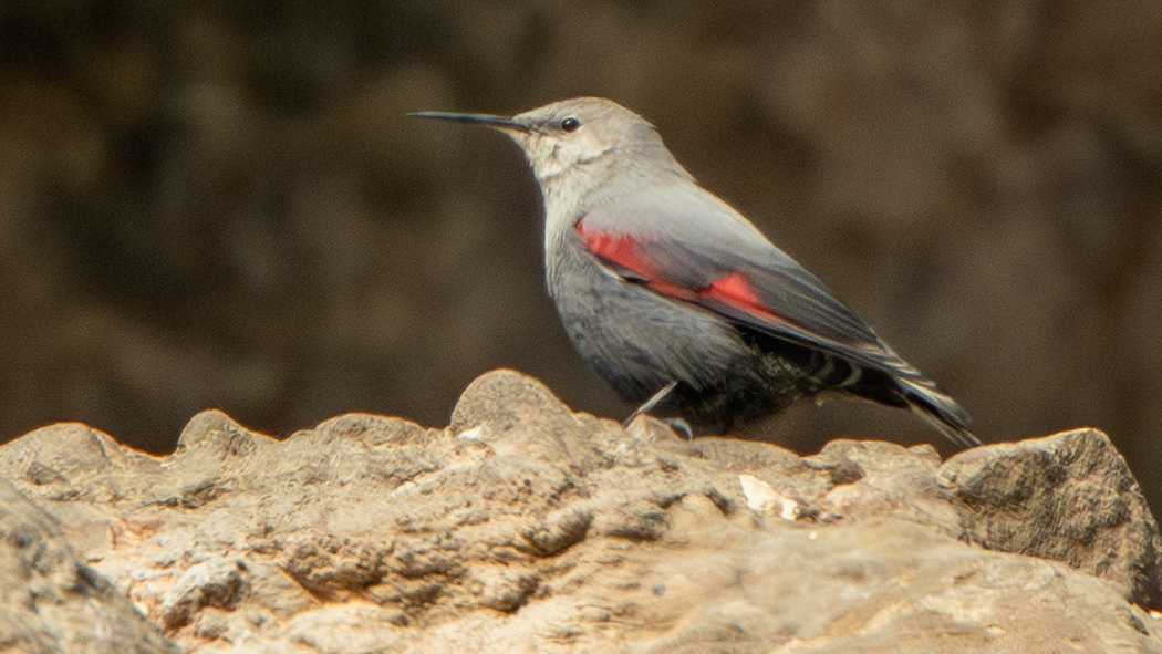 Wallcreeper