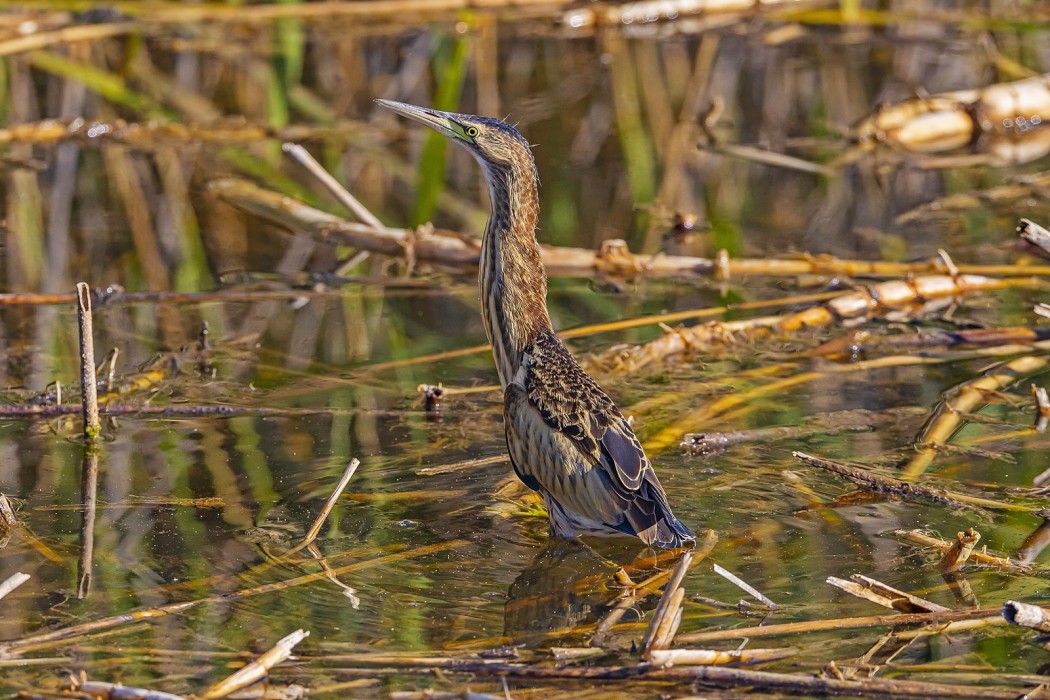 Little Bittern