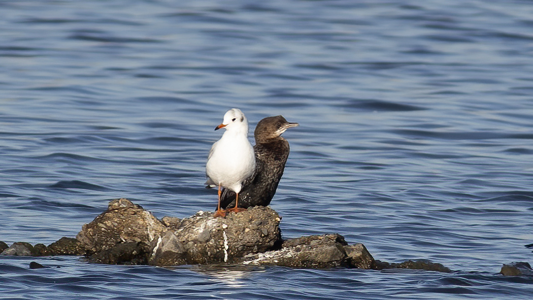 Black-headed Gull