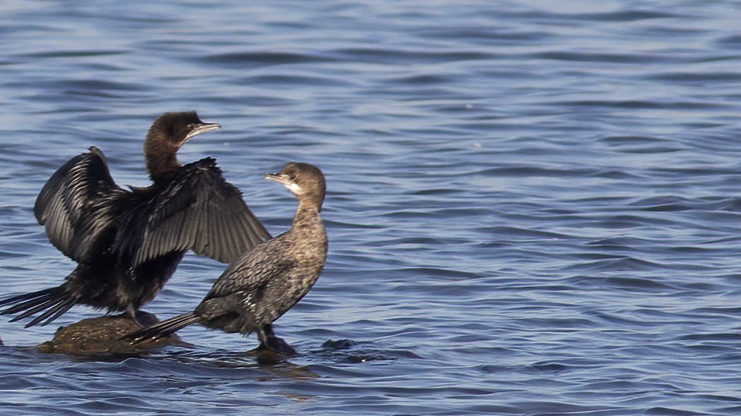 Pygmy Cormorant