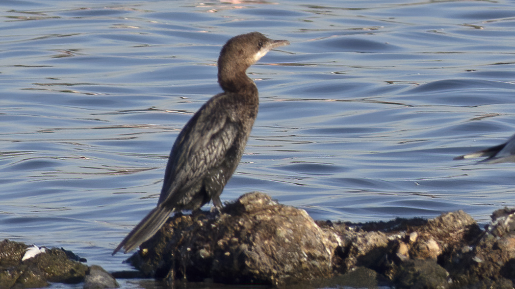 Pygmy Cormorant