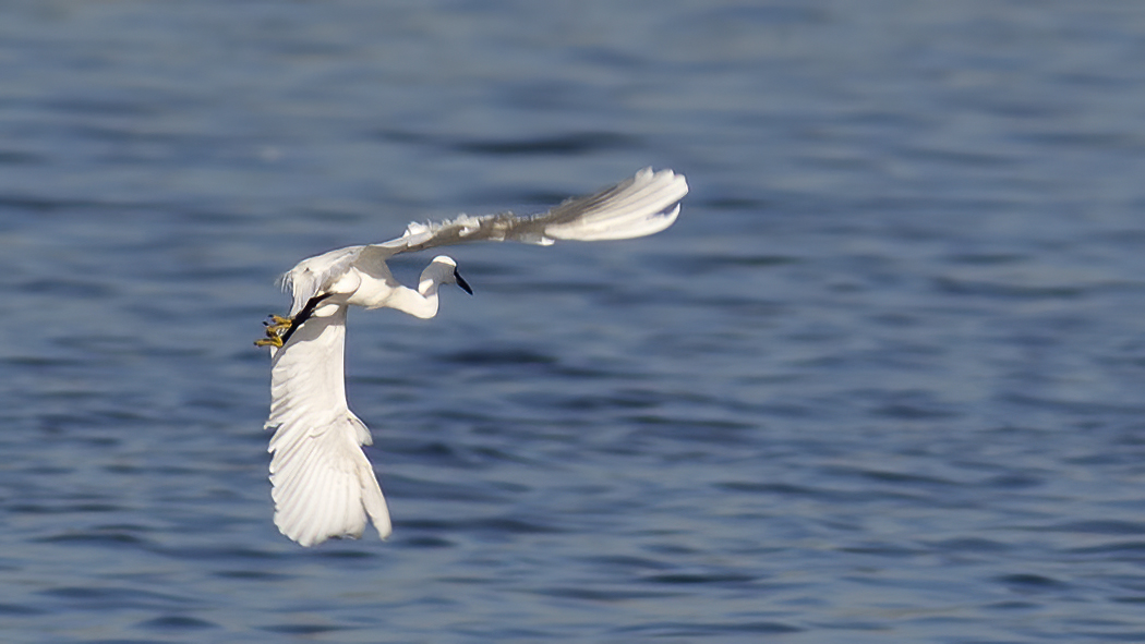 Little Egret
