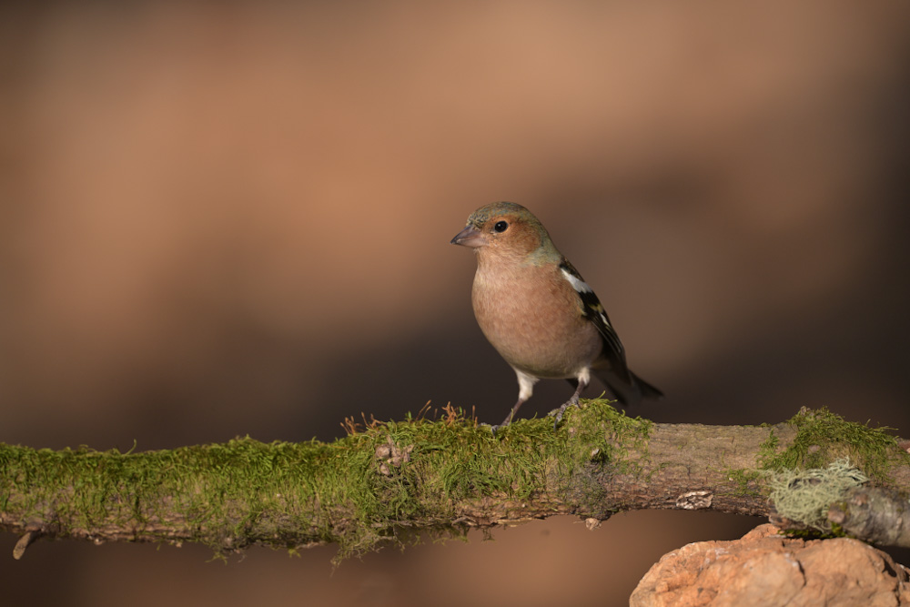 Eurasian Chaffinch
